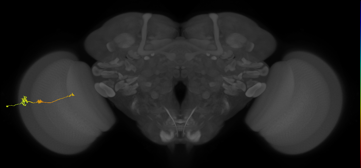 Tm6_L (MaleCNS:518671)
