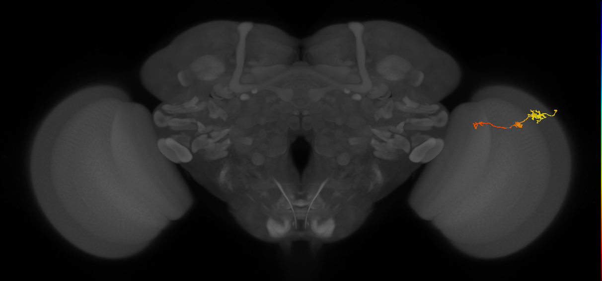 Tm6_R (MaleCNS:106618)