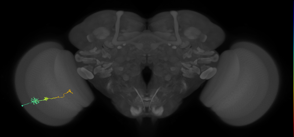 Tm6_L (MaleCNS:149489)