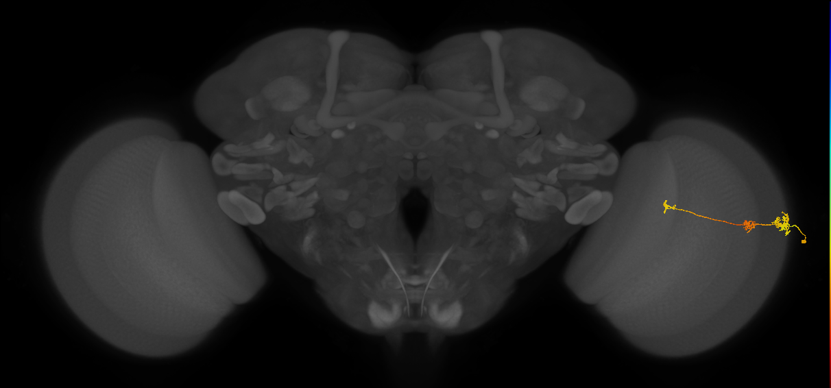 Tm6_R (MaleCNS:101823)