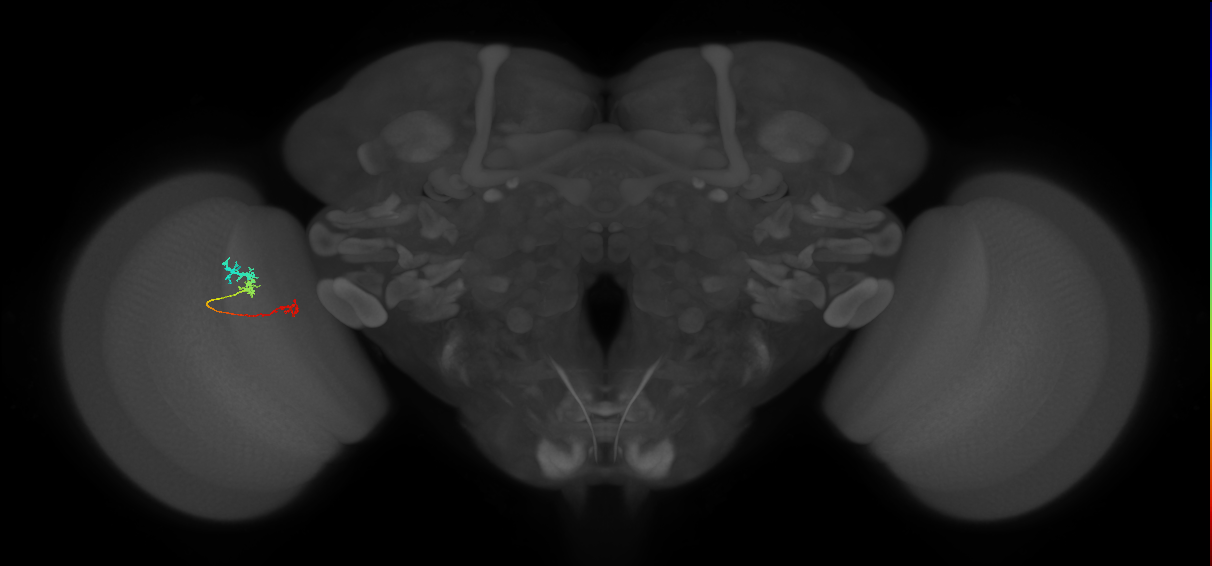 Tm6_L (MaleCNS:158872)