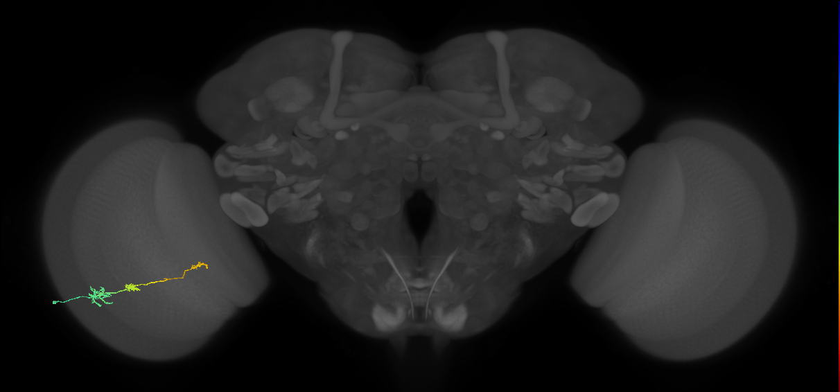 Tm6_L (MaleCNS:105041)