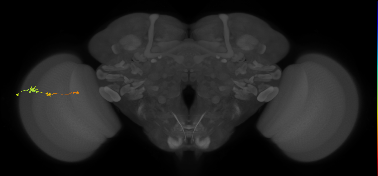 Tm6_L (MaleCNS:550603)