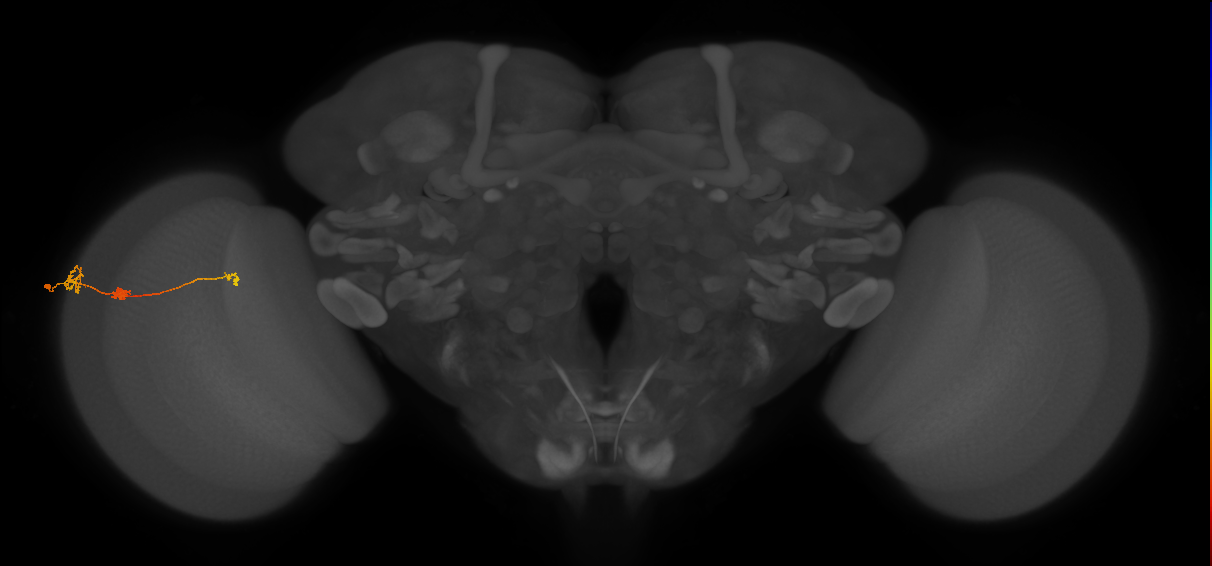 Tm6_L (MaleCNS:94938)