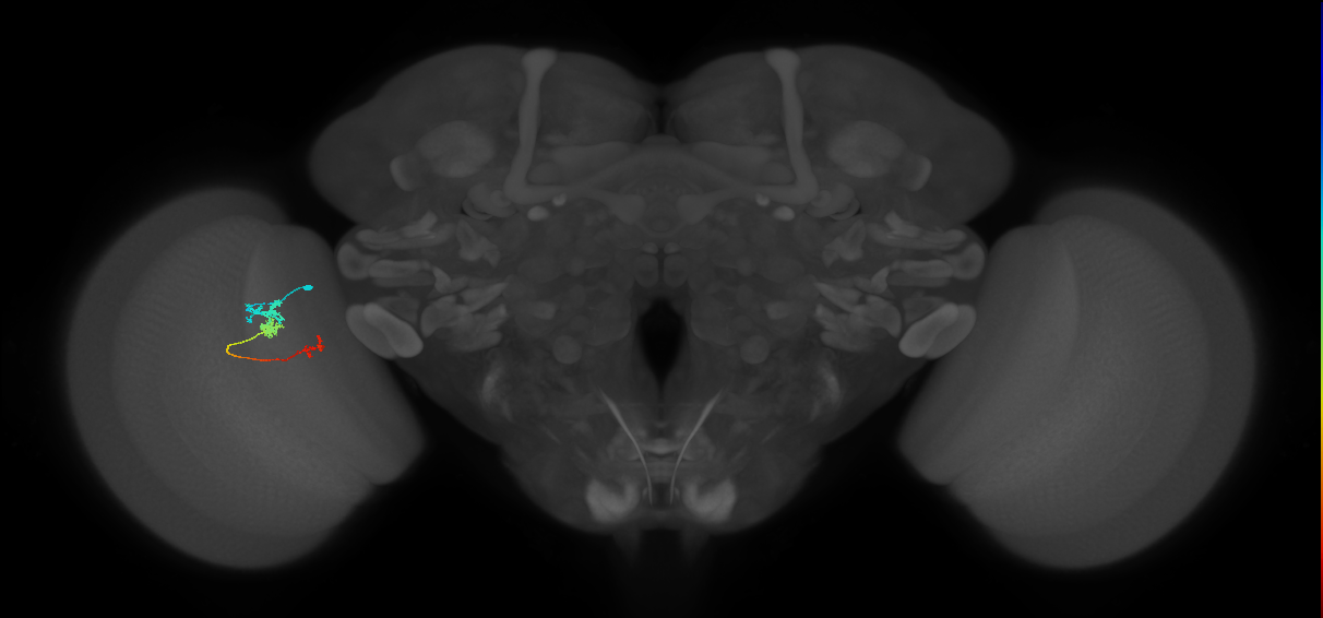 Tm6_L (MaleCNS:567501)