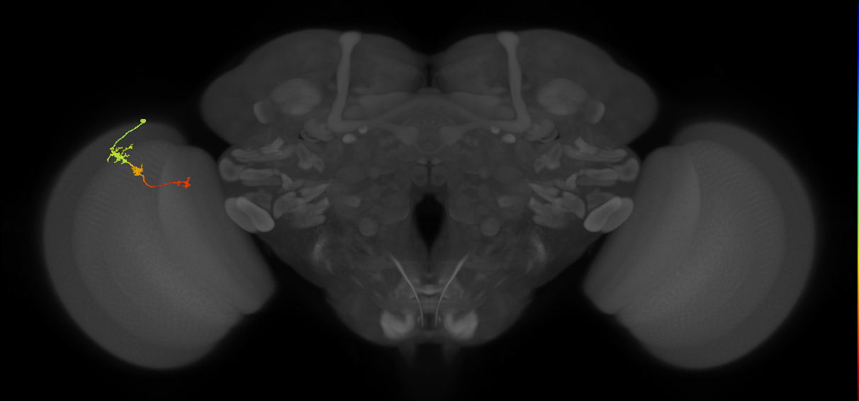 Tm6_L (MaleCNS:111262)