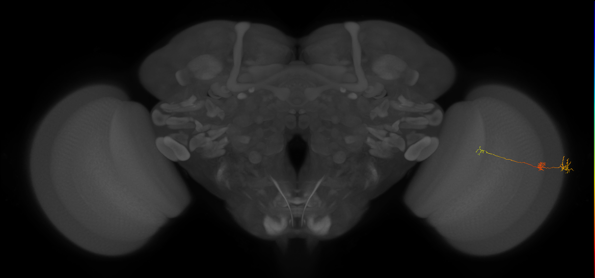 Tm6_R (MaleCNS:89762)