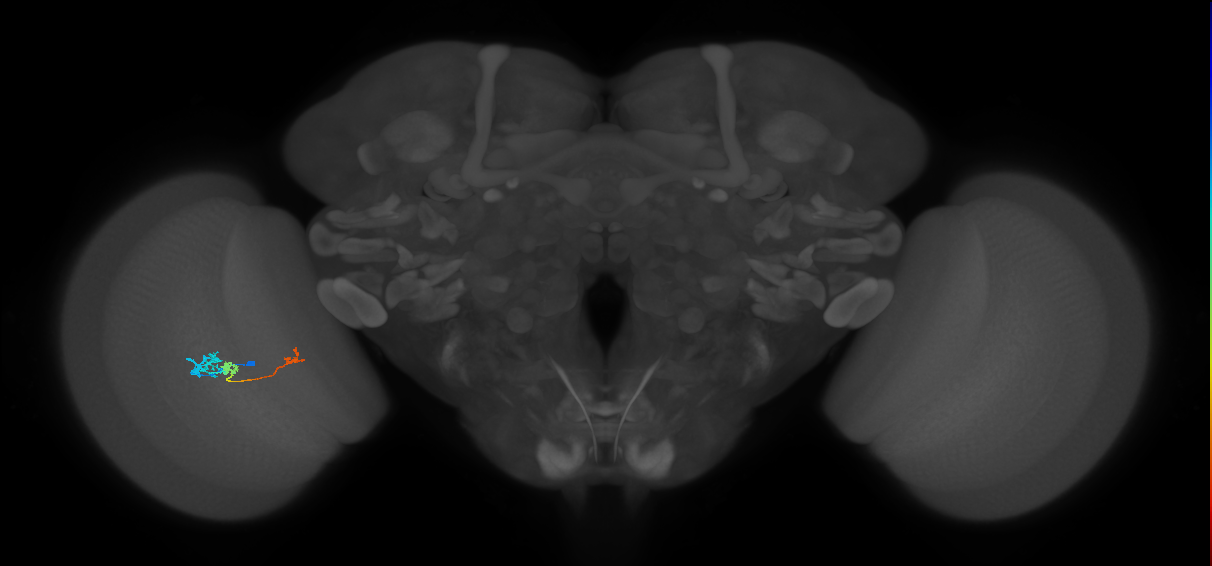 Tm6_L (MaleCNS:536993)