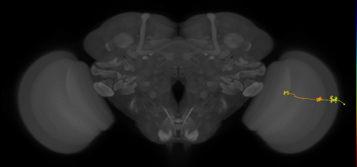 Tm6_R (MaleCNS:161284)