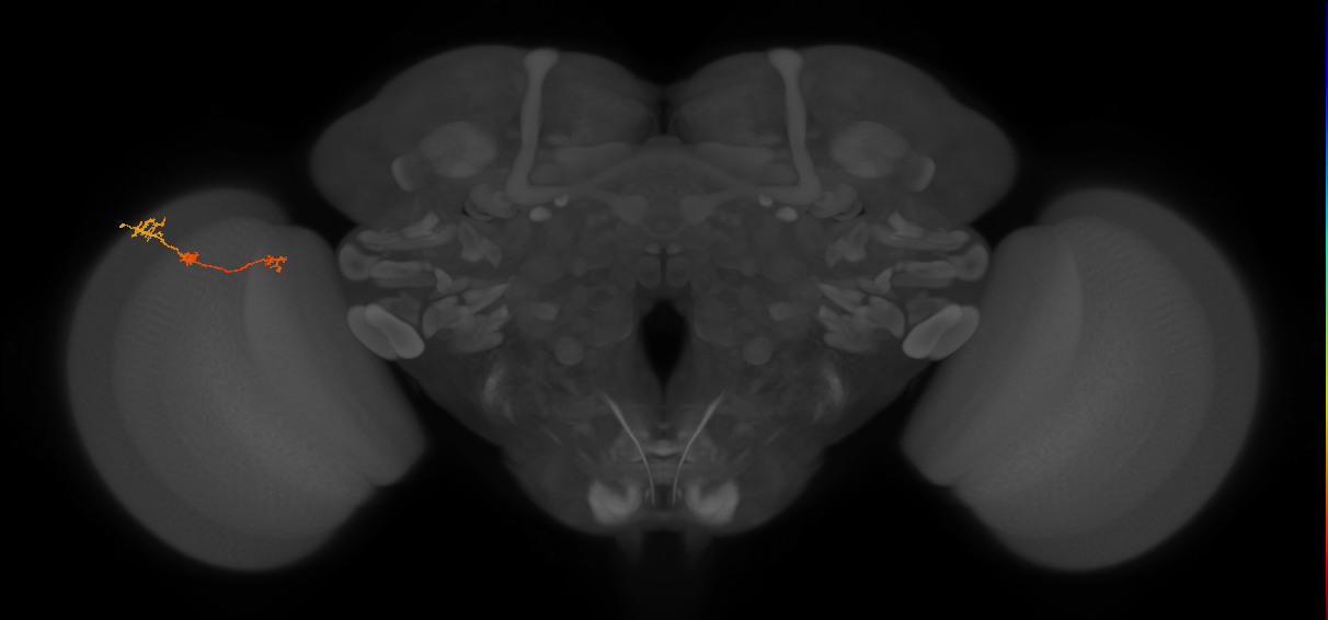 Tm6_L (MaleCNS:94874)