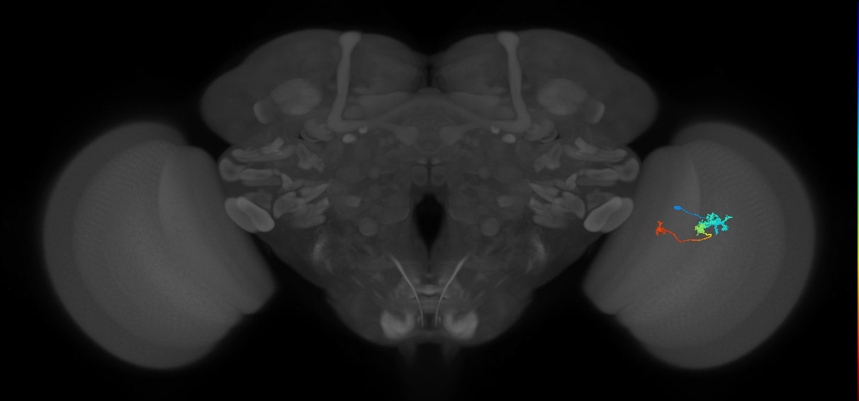 Tm6_R (MaleCNS:85262)