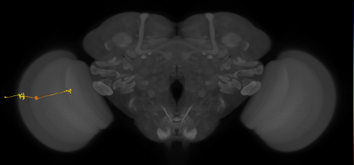 Tm6_L (MaleCNS:159723)