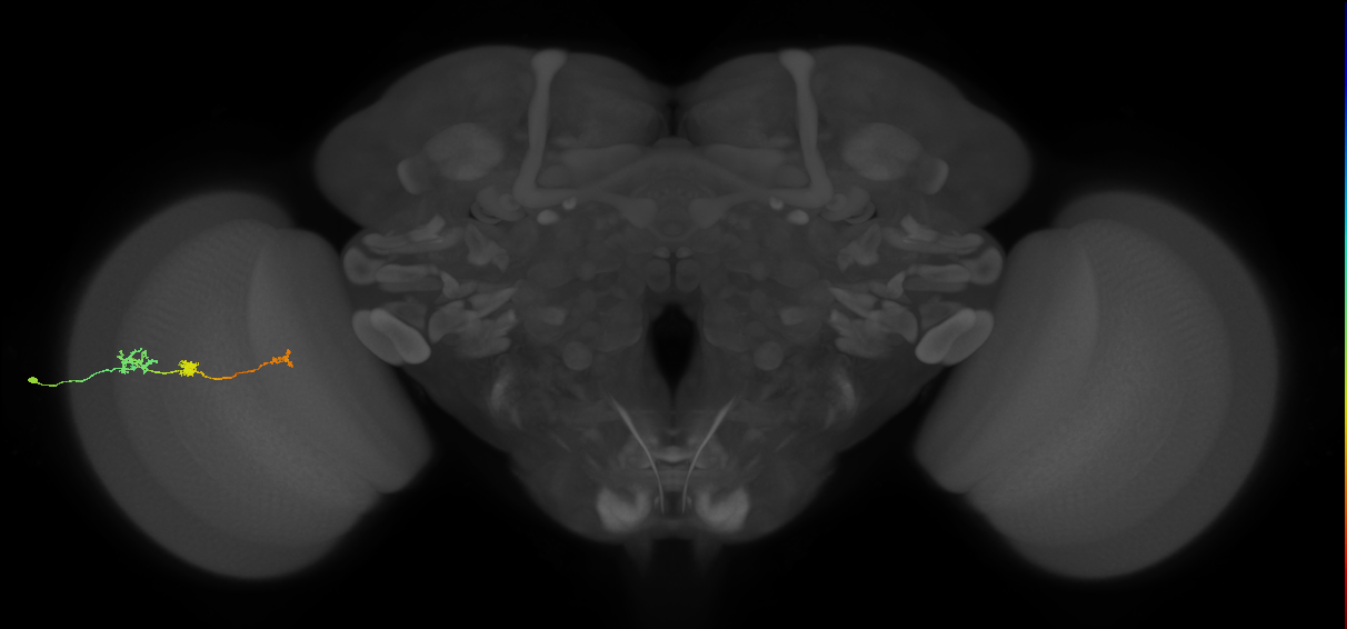 Tm6_L (MaleCNS:517713)