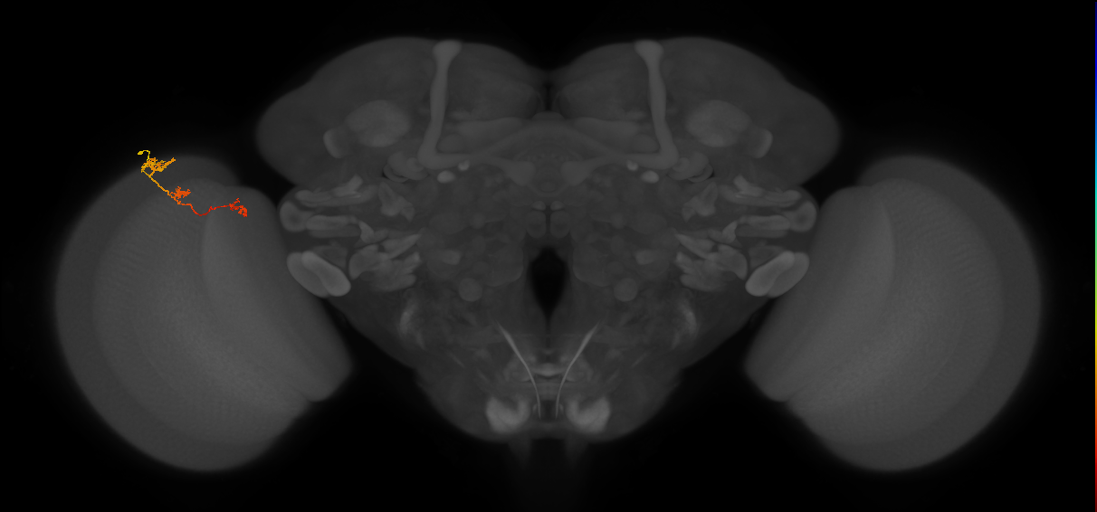 Tm6_L (MaleCNS:109951)