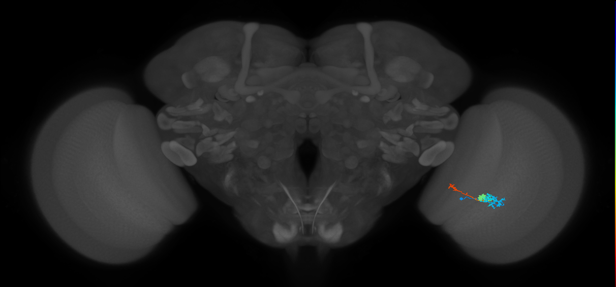Tm6_R (MaleCNS:110497)
