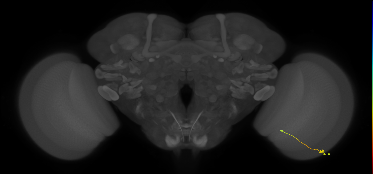 Tm9_R (MaleCNS:106017)
