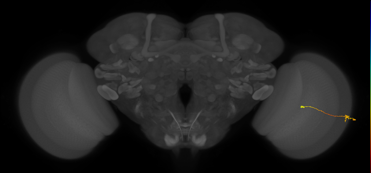 Tm9_R (MaleCNS:139532)