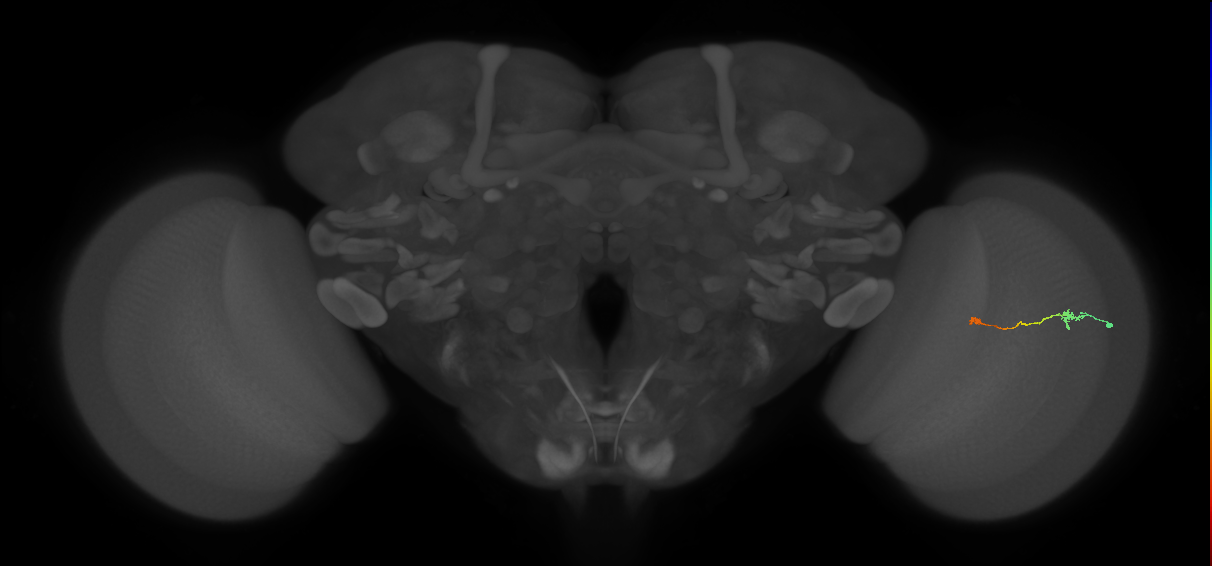 Tm9_R (MaleCNS:108989)