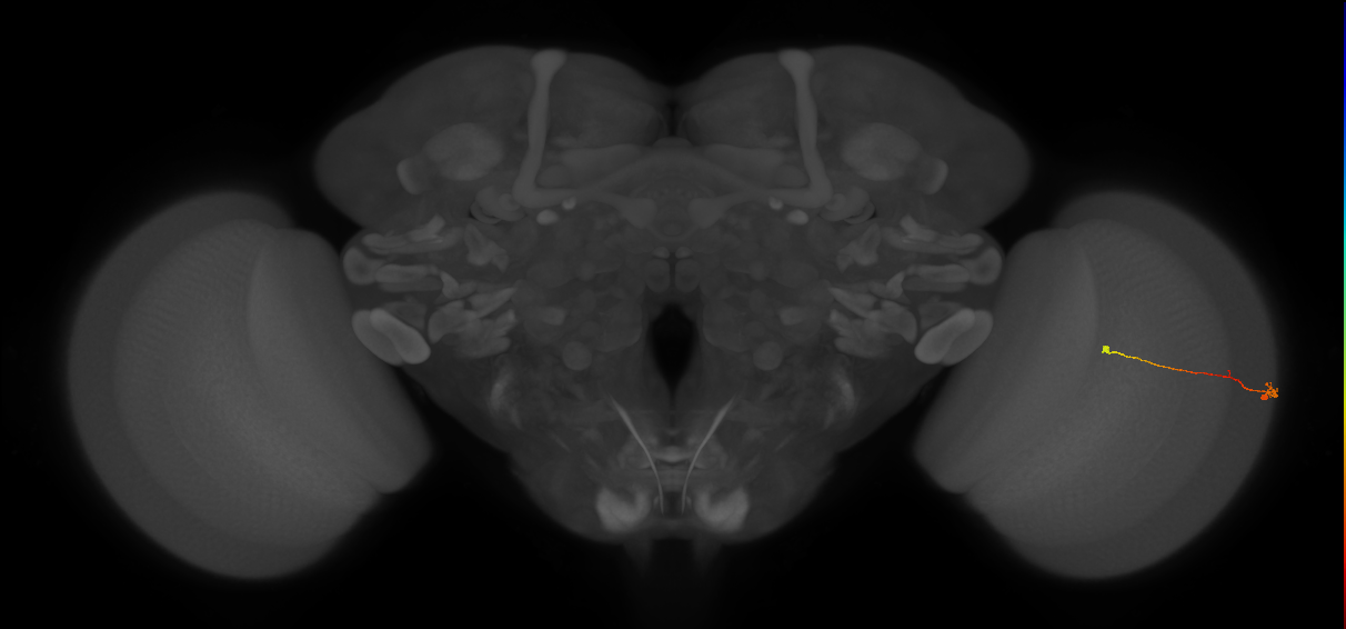 Tm9_R (MaleCNS:146584)