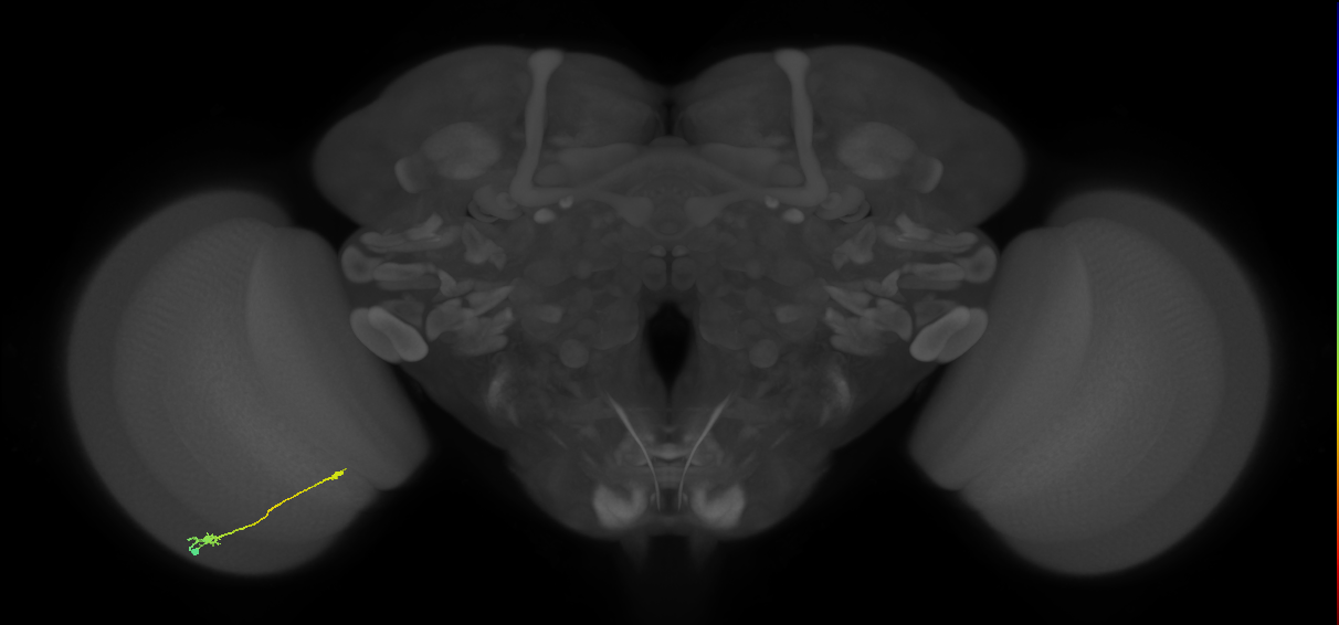 Tm9_L (MaleCNS:109055)