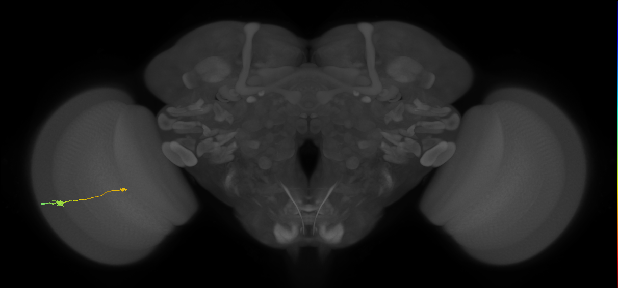 Tm9_L (MaleCNS:127164)