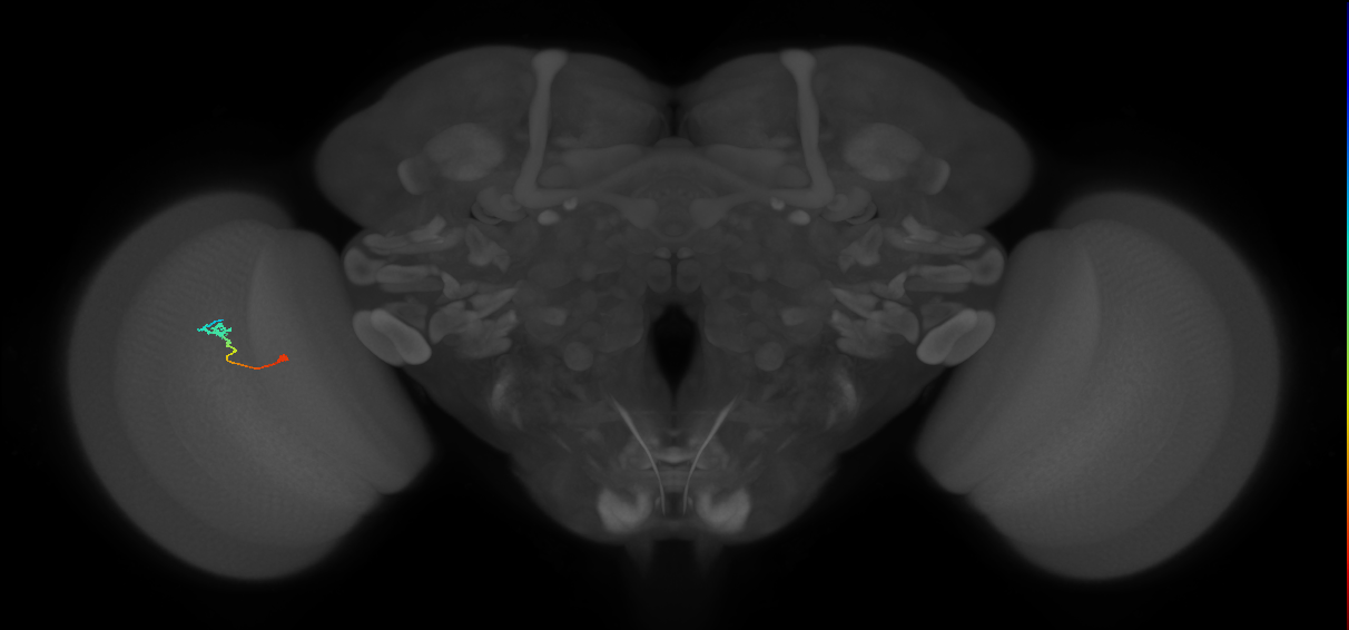 Tm9_L (MaleCNS:522930)