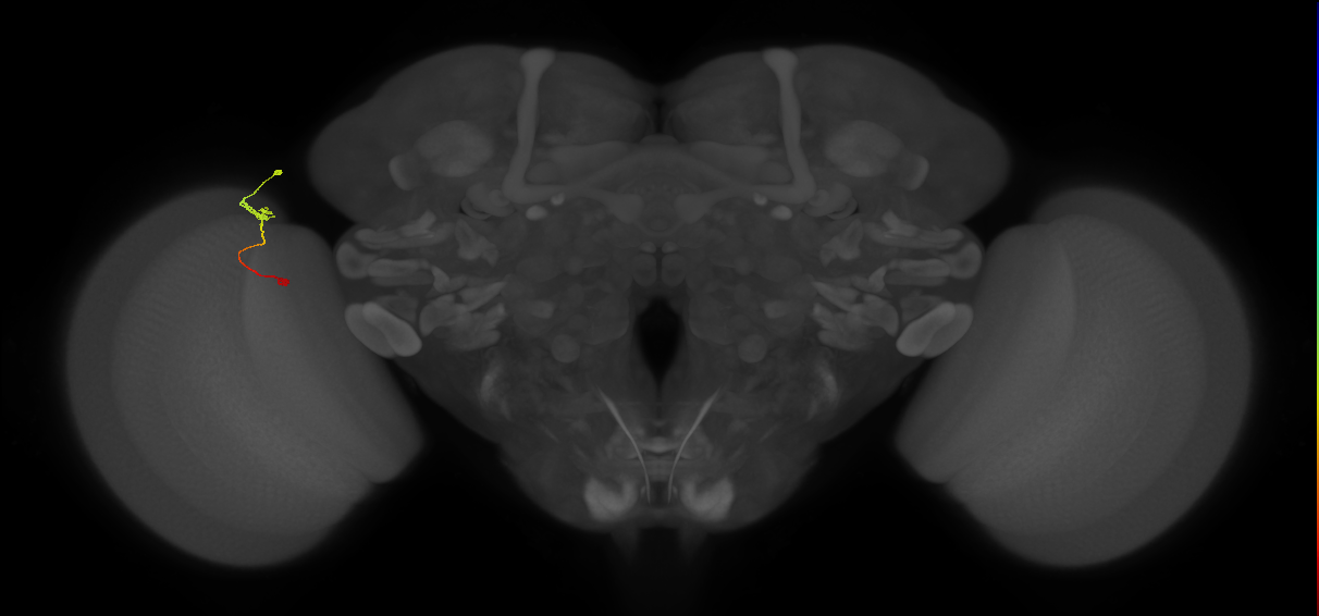 Tm9_L (MaleCNS:127064)