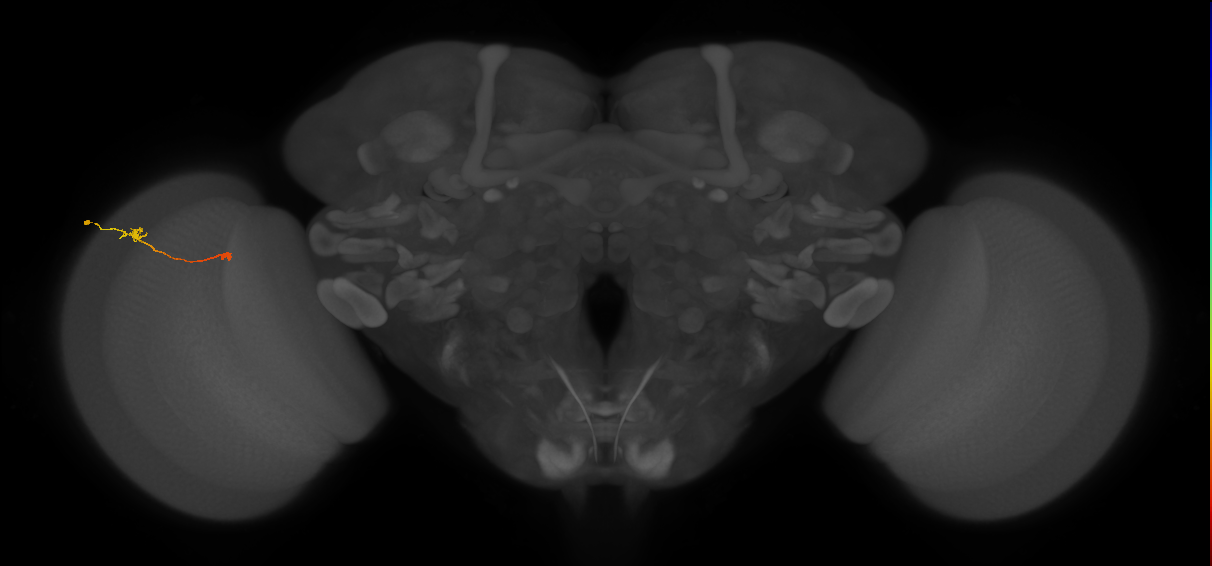 Tm9_L (MaleCNS:172091)