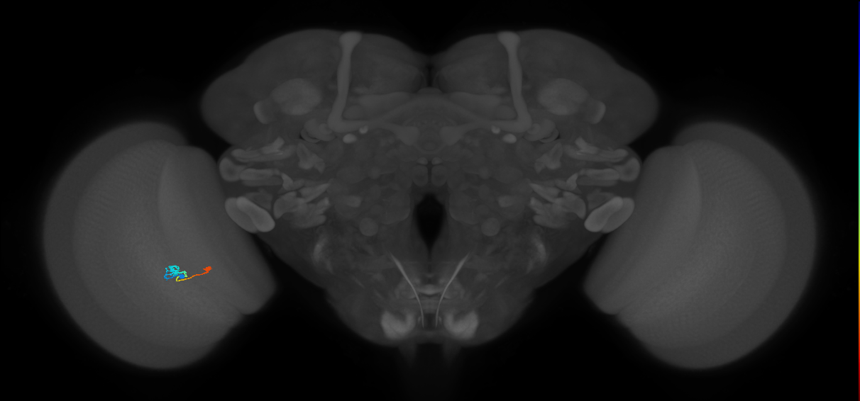 Tm9_L (MaleCNS:147968)