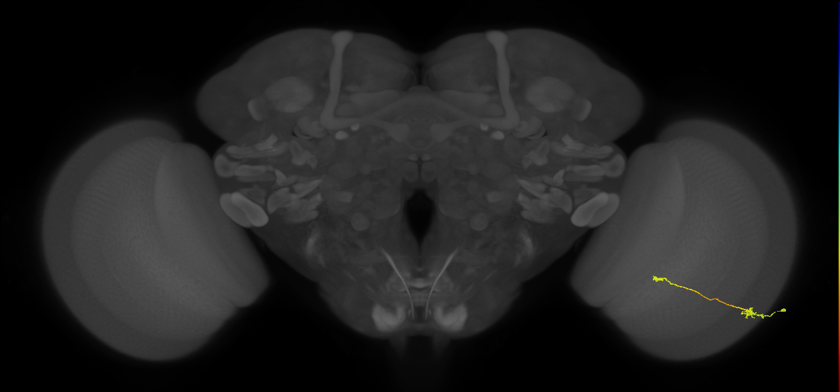 Tm9_R (MaleCNS:89023)