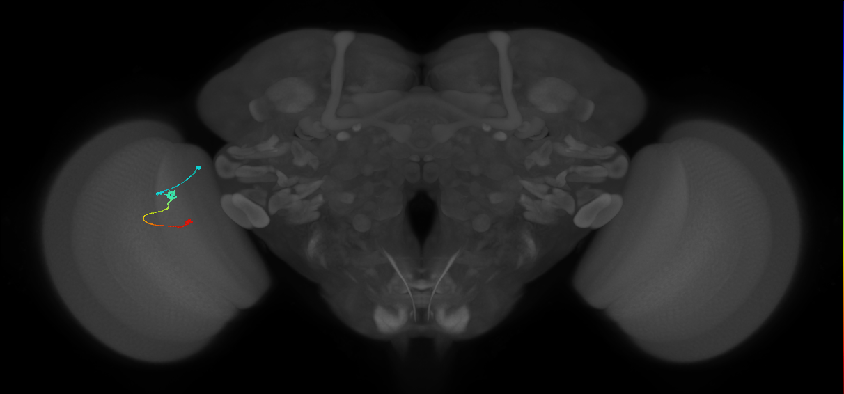 Tm9_L (MaleCNS:145005)