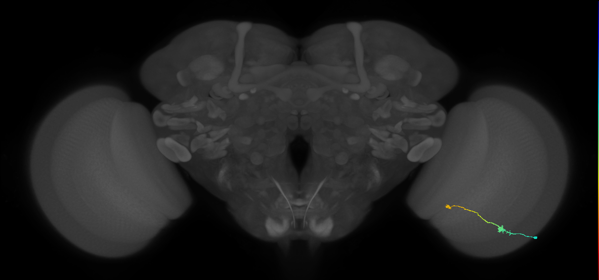 Tm9_R (MaleCNS:93720)