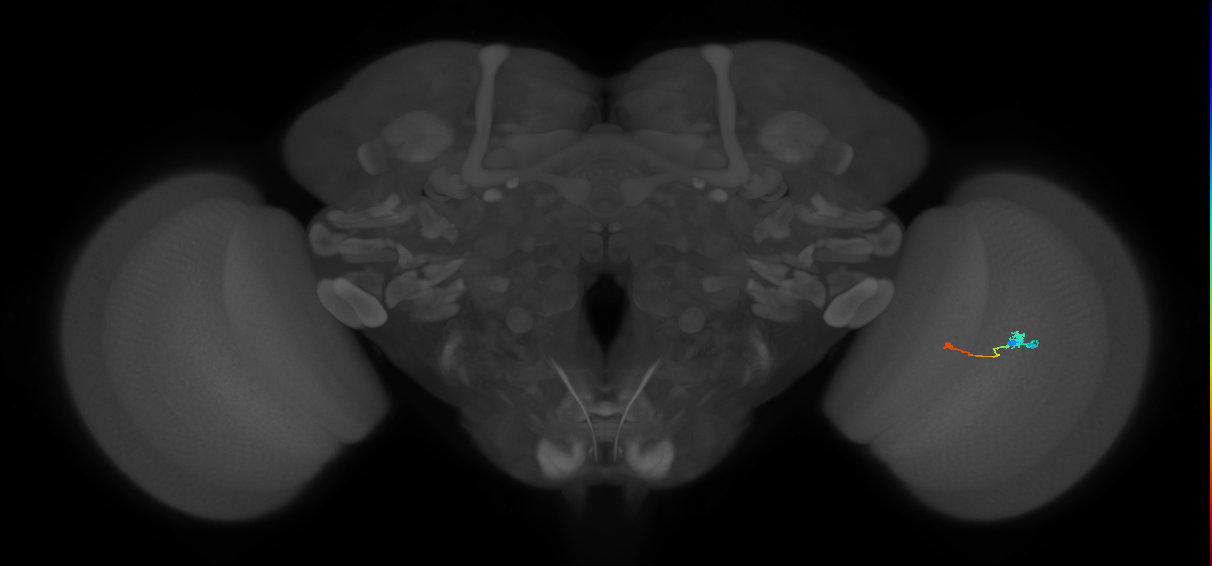 Tm9_R (MaleCNS:97287)