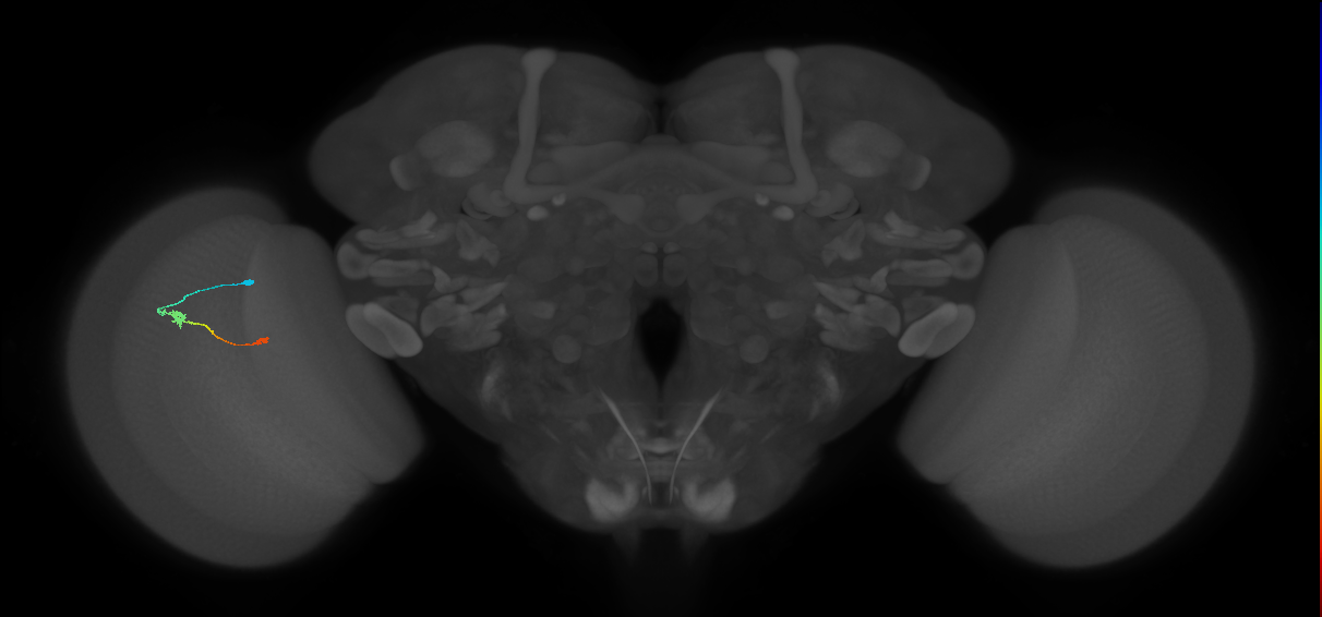 Tm9_L (MaleCNS:531725)