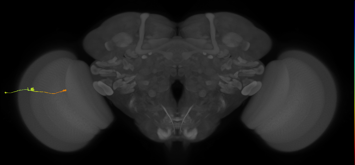 Tm9_L (MaleCNS:126991)