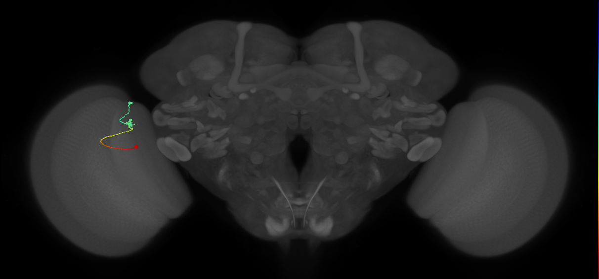 Tm9_L (MaleCNS:120982)