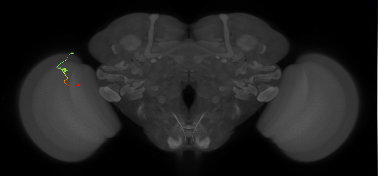 Tm9_L (MaleCNS:188090)