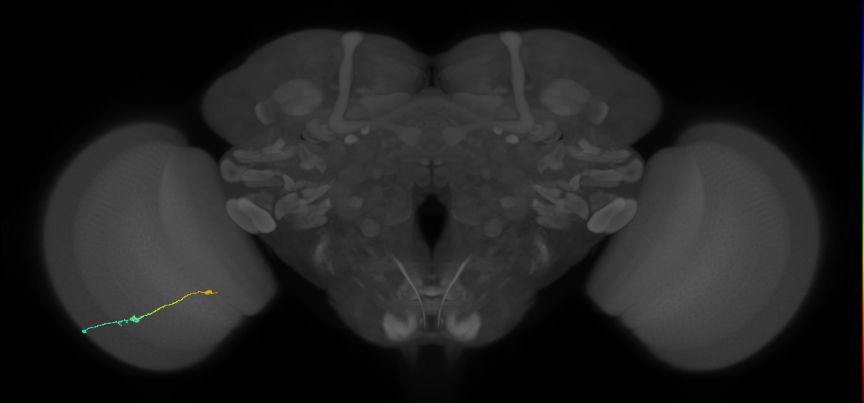 Tm9_L (MaleCNS:159485)