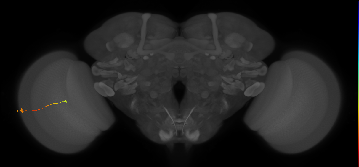 Tm9_L (MaleCNS:581253)