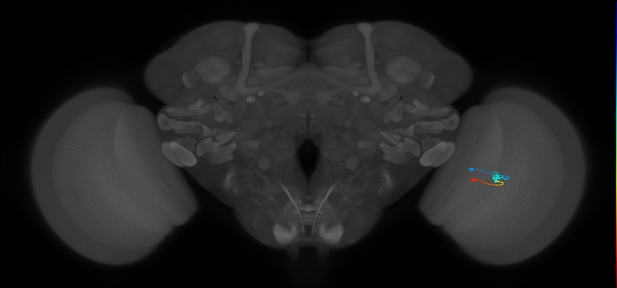 Tm9_R (MaleCNS:95870)