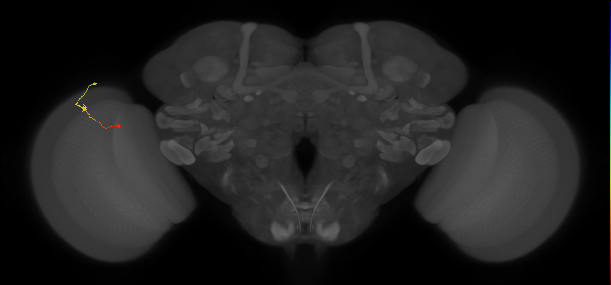 Tm9_L (MaleCNS:130675)