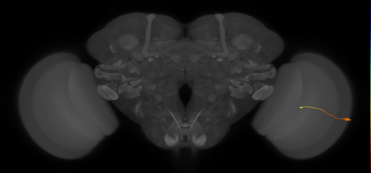 Tm9_R (MaleCNS:145765)