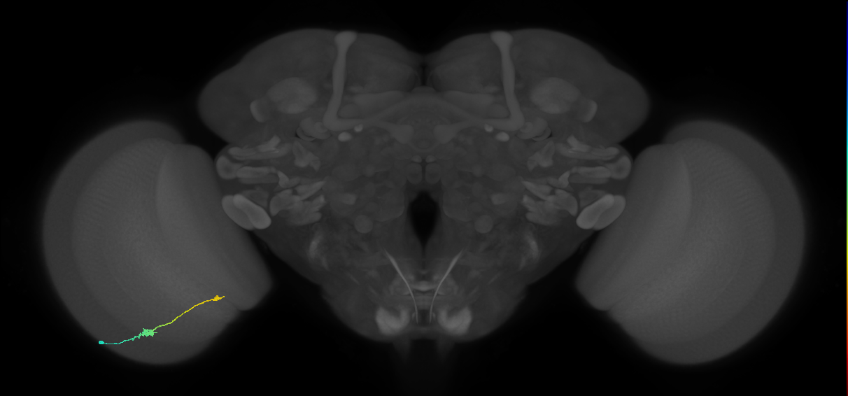Tm9_L (MaleCNS:525199)