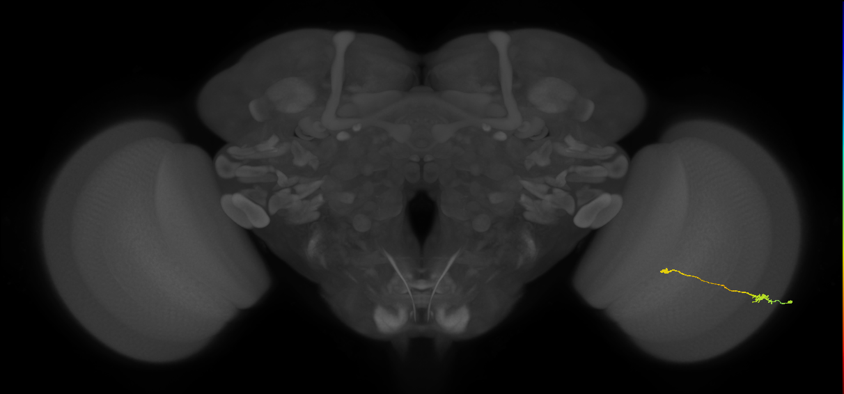 Tm9_R (MaleCNS:83060)