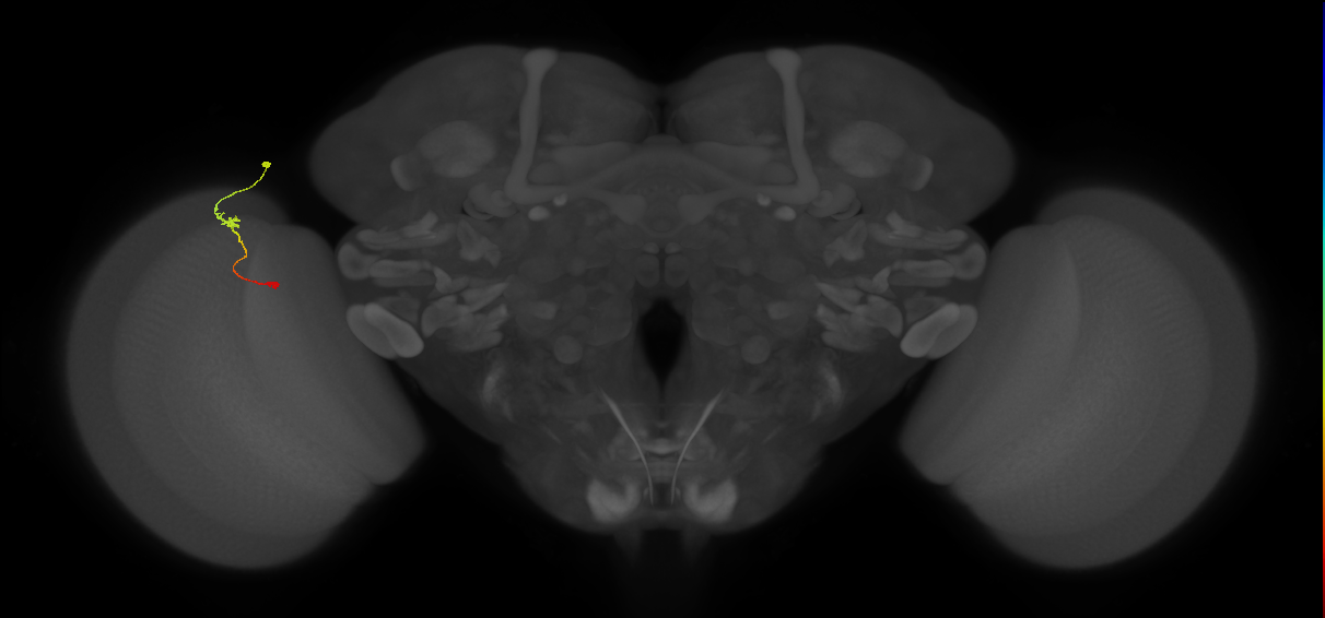 Tm9_L (MaleCNS:132668)