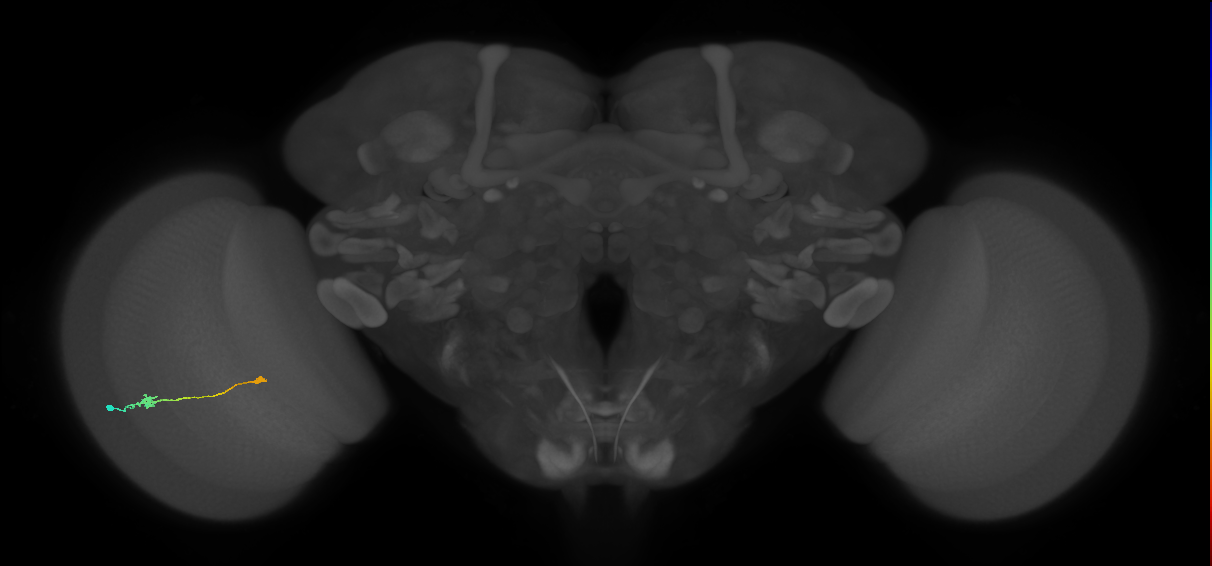 Tm9_L (MaleCNS:547096)