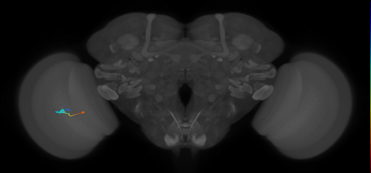 Tm9_L (MaleCNS:98011)