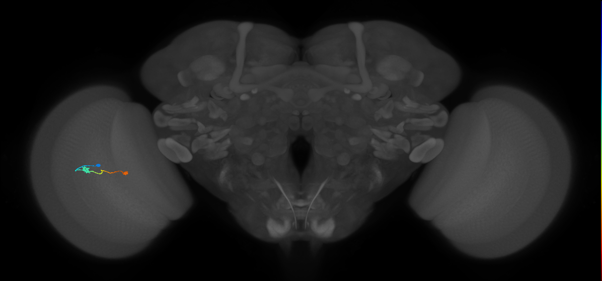Tm9_L (MaleCNS:71774)