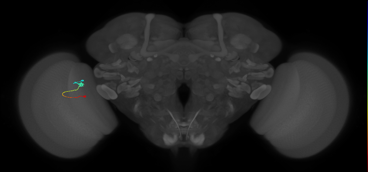 Tm9_L (MaleCNS:191223)