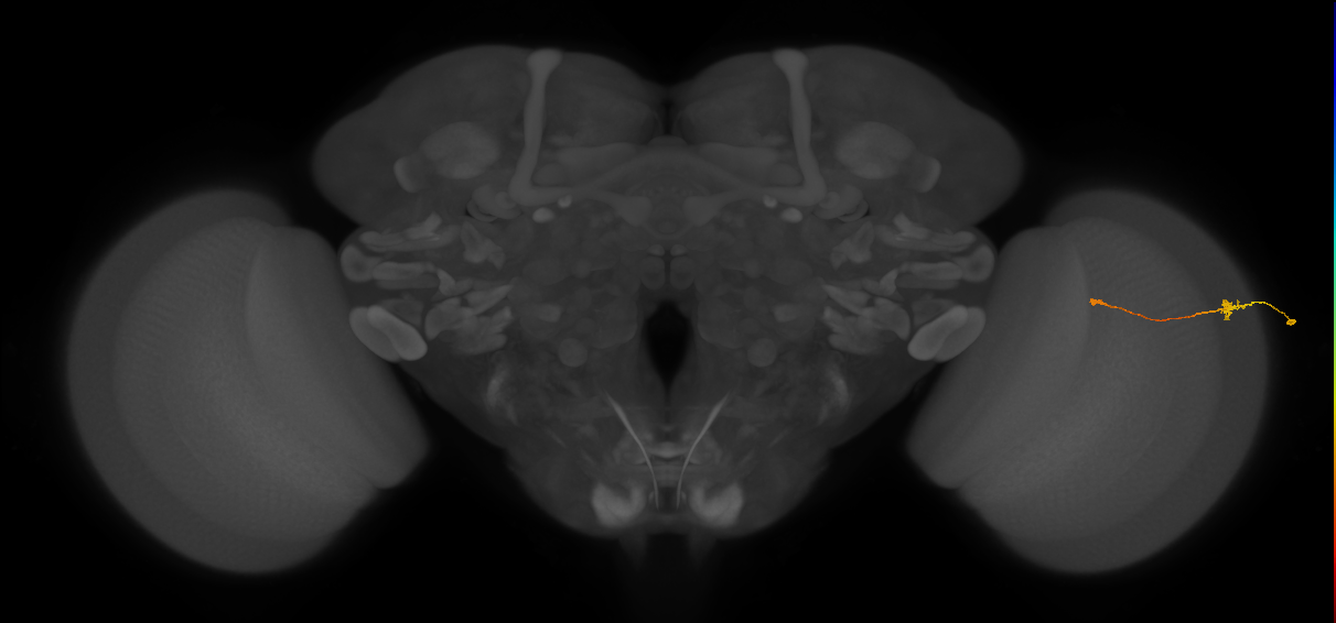 Tm9_R (MaleCNS:150358)